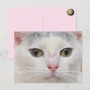 De close-up ansichtkaart van George de Kat Feestdagenkaart