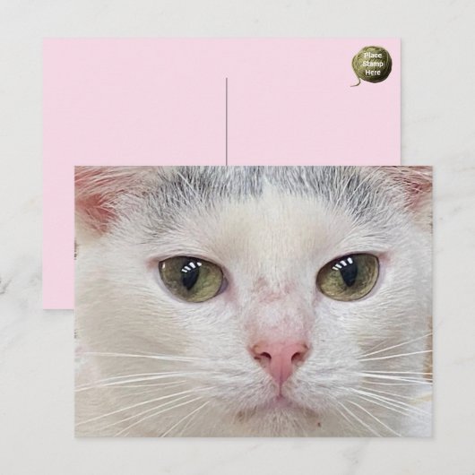 De close-up ansichtkaart van George de Kat Feestdagenkaart (Voorkant / Achterkant)