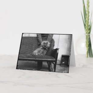 De Club van de Kat van de tentoonstelling - Kaart