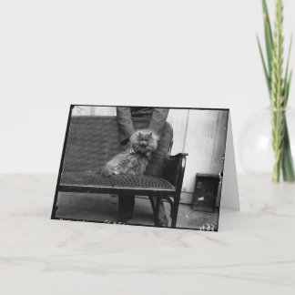 De Club van de Kat van de tentoonstelling - Kaart