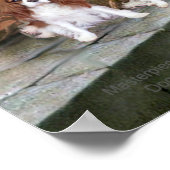 De colade met 2 Blenheim Cavalier King Charles Poster (Hoek)