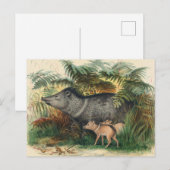 De Collared Peccary van Joseph Wolf Briefkaart (Voorkant / Achterkant)