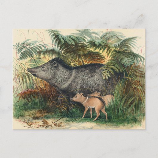 De Collared Peccary van Joseph Wolf Briefkaart (Voorkant)