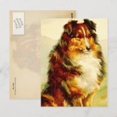 De Collie Briefkaart (Voorkant / Achterkant)