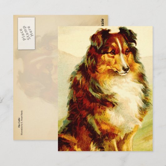 De Collie Briefkaart (Voorkant / Achterkant)
