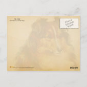 De Collie Briefkaart (Achterkant)
