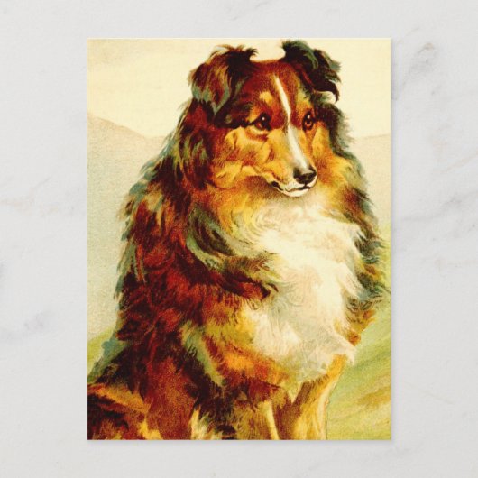 De Collie Briefkaart (Voorkant)