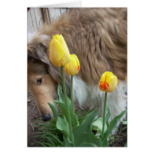 De Collie en de Tulpen