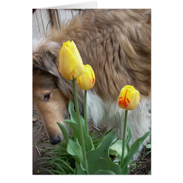 De Collie en de Tulpen (Voorkant)