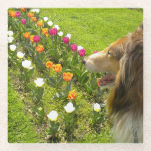 De Collie en de Tulpen Sieradendoos Glazen Onderzetter