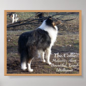 De collie: poster (Voorkant)