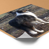 De collie: poster (Hoek)