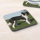De Collie van de grens Bier Onderzetter (Linkerzijde)