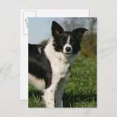 De Collie van de grens Briefkaart (Voorkant / Achterkant)