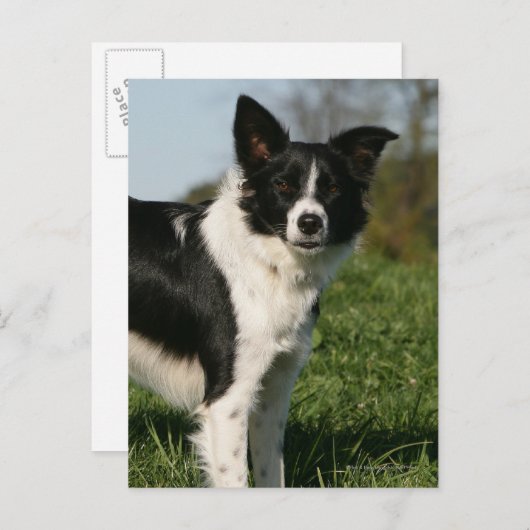De Collie van de grens Briefkaart (Voorkant / Achterkant)