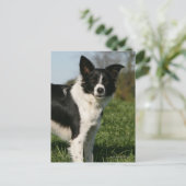 De Collie van de grens Briefkaart (Staand voorkant)