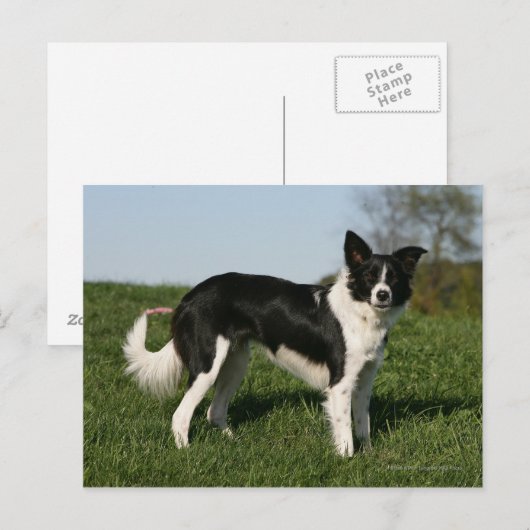 De Collie van de grens Briefkaart (Voorkant / Achterkant)