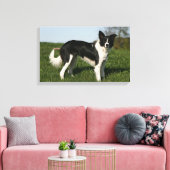 De Collie van de grens Canvas Afdruk (Insitu (Woonkamer))