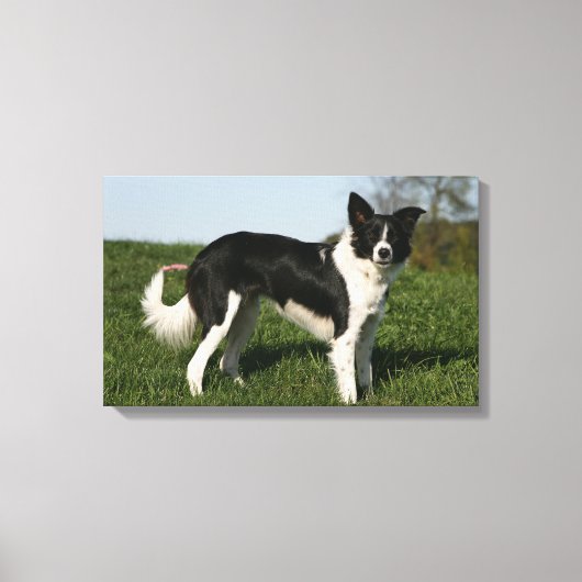 De Collie van de grens Canvas Afdruk (Voorkant)