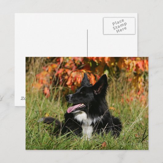 De Collie van de grens die neer het Leiden Briefkaart (Voorkant / Achterkant)