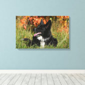 De Collie van de grens die neer het Leiden Canvas Afdruk (Insitu (Houten vloer))