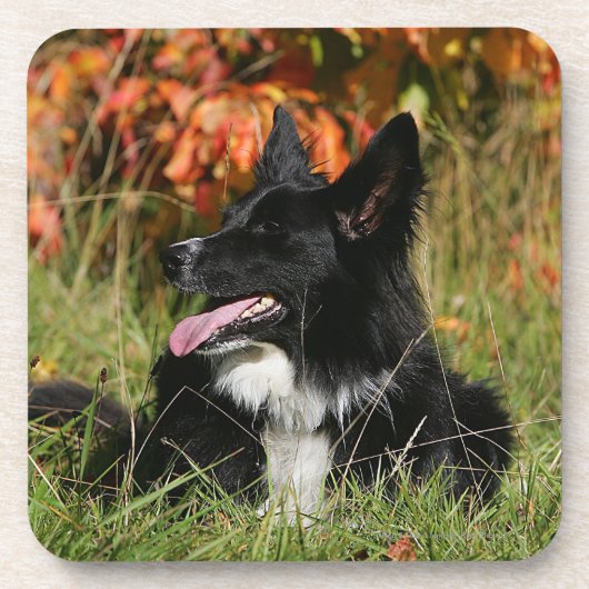 De Collie van de grens die neer het Leiden Drankjes Onderzetter (Voorkant)