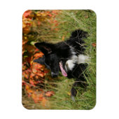 De Collie van de grens die neer het Leiden Magneet (Verticaal)