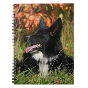 De Collie van de grens die neer het Leiden Notitieboek