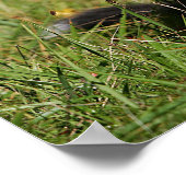 De Collie van de grens die neer het Leiden Poster (Hoek)