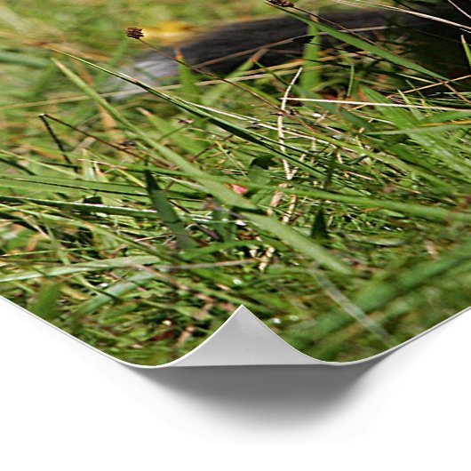 De Collie van de grens die neer het Leiden Poster (Hoek)