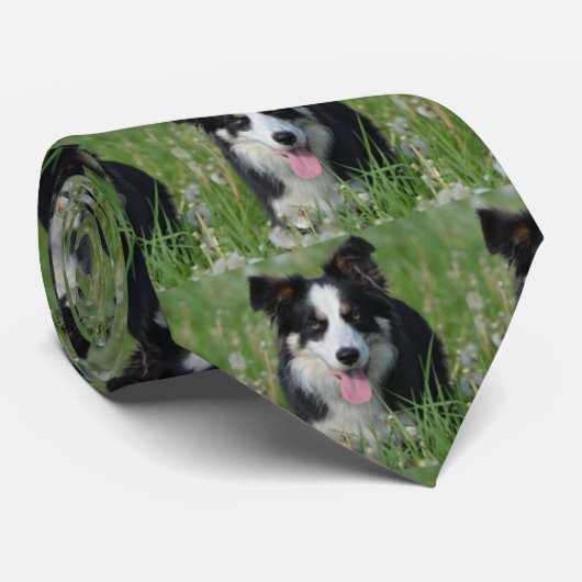 De Collie van de grens in het Stropdas van Dandeli (Opgerold)