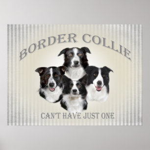 De Collie van de grens kan niet enkel één Poster h