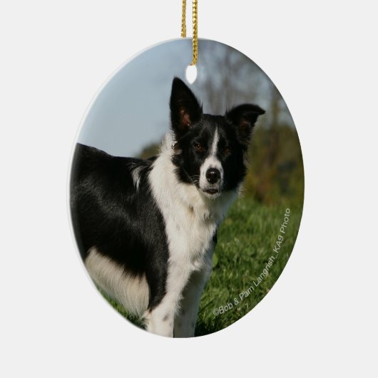 De Collie van de grens Keramisch Ornament (Rechts)