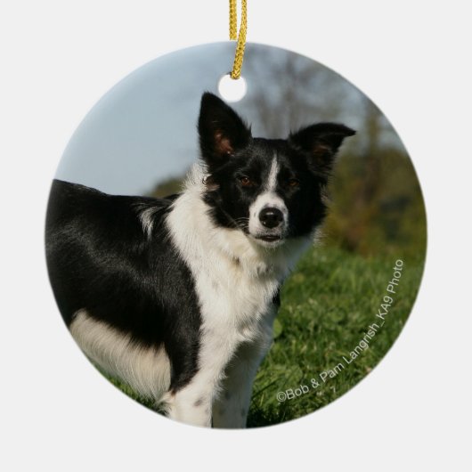 De Collie van de grens Keramisch Ornament (Voorkant)