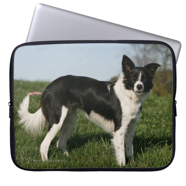 De Collie van de grens Laptop Sleeve (Voorkant)