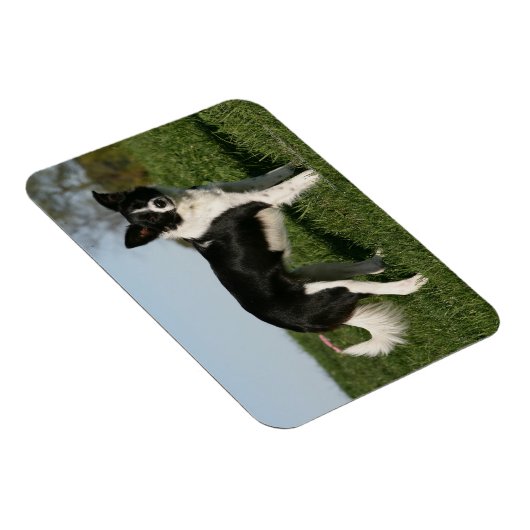 De Collie van de grens Magneet (Rechterzijde)
