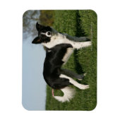 De Collie van de grens Magneet (Verticaal)