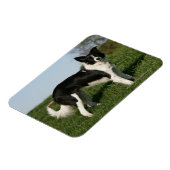 De Collie van de grens Magneet (Linkerzijde)