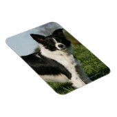 De Collie van de grens Magneet (Rechterzijde)
