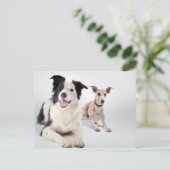 De collie van de grens met whippet briefkaart (Staand voorkant)