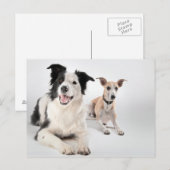 De collie van de grens met whippet briefkaart (Voorkant / Achterkant)