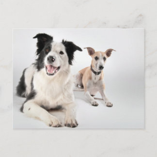 De collie van de grens met whippet briefkaart