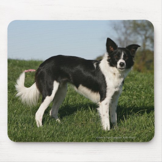 De Collie van de grens Muismat (Voorkant)