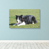 De Collie van de grens neer het Lagen Canvas Afdruk (Insitu (Houten vloer))