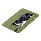 De Collie van de grens neer het Lagen Magneet (Linkerzijde)