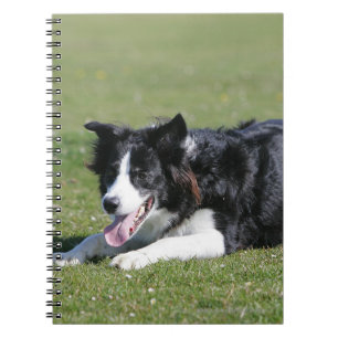 De Collie van de grens neer het Lagen Notitieboek