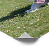 De Collie van de grens neer het Lagen Poster (Hoek)