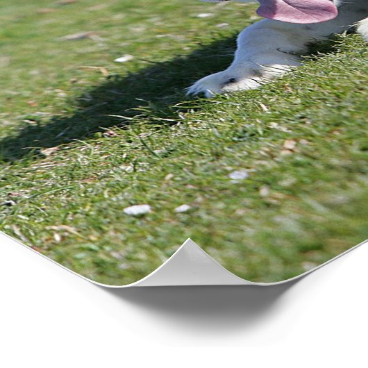 De Collie van de grens neer het Lagen Poster (Hoek)