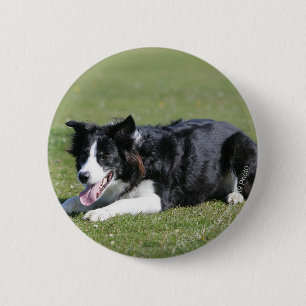 De Collie van de grens neer het Lagen Ronde Button 5,7 Cm