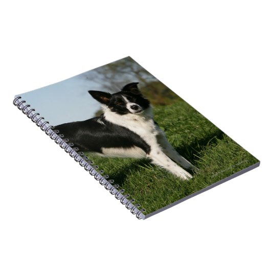 De Collie van de grens Notitieboek (Rechterzijde)